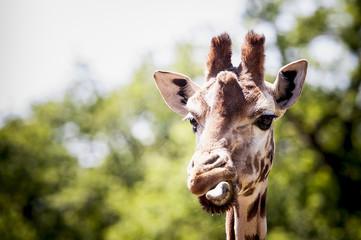 Portrait d'une girafe qui tire la langue