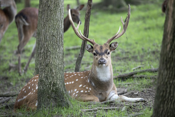 Male Axis Deer (Chital) with large antlers