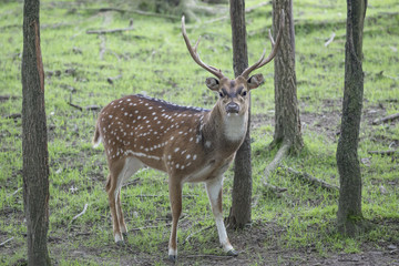 Naklejka na ściany i meble Male Axis Deer (Chital) with large antlers