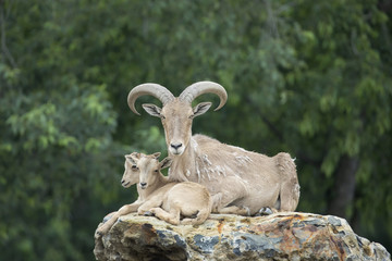 Obraz premium Aoudad (Barbary Sheep) Mother and Two Baby Lambs