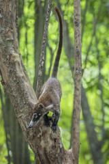 White Nosed Coatimundi / Coati in Tree with Tail Up