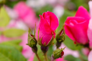 pink rose bud