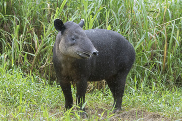 Baird's Tapir (Tapirus bairdii) In Northern Cloud Forest of Costa Rica - obrazy, fototapety, plakaty
