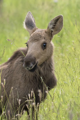 Young Moose in Field - Vertical