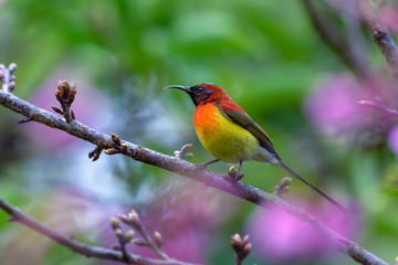 Mrs. Gould's Sunbird or Aethopyga gouldiae, beautiful red bird perching on branch with green background and pink flower in nature, Wild Himalayan Cherry.