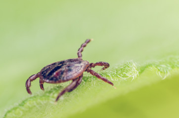 A dangerous parasite and infection carrier mite sitting on a green leaf