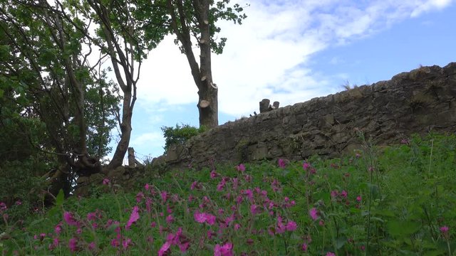 Picturesque rural scene of pink wildflowers dancing in the breeze with stone wall, trees and blue sky in the background.