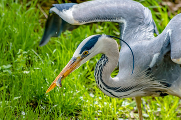 Ein Fischreiher mit einem Fisch