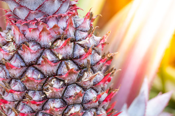 Close up baby red pineapple plant