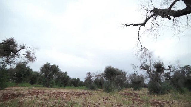 Video tracking shot with wide angle lens in a Salento countryside - Italy