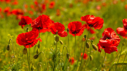 Summer sunset at red field of poppies, gorgeous nature