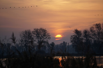 Obraz premium Kranichzug bei Sonnenaufgang