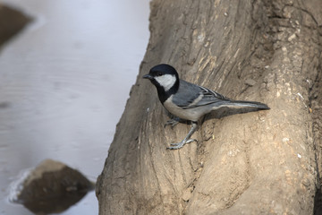Great tit that sits on the trunk of a tree on the shore of a small pond