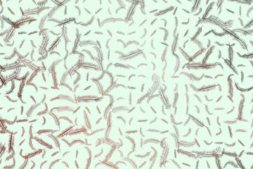 The feather illustrations background abstract, hand drawn. Hand-drawn, style, drawing & digital.