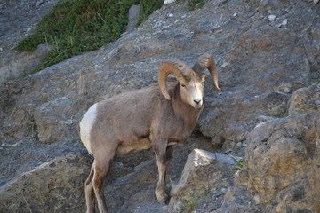 Bighorn Sheep