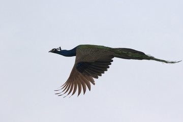 male Indian peafowl that flies on a cloudy winter day
