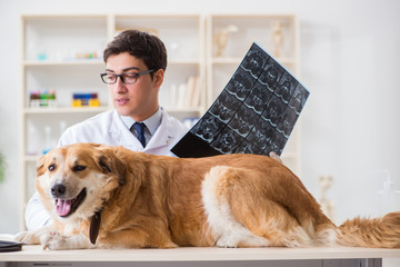 Doctor examining golden retriever dog in vet clinic