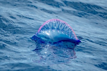 Portuguese man of war or bluebottle floating serenely 