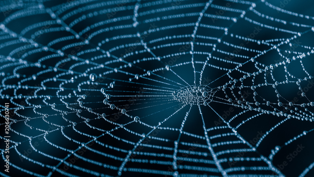 Sticker wet spiderweb with beads of dew droplets close-up. beautiful harmonic texture from the spider web wi