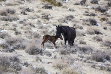 Wild horse baby and mother in the desert