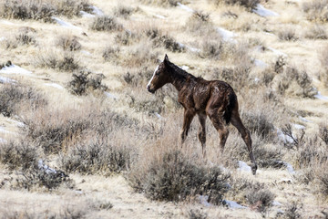 Fototapeta na wymiar Wild horse baby in the desert