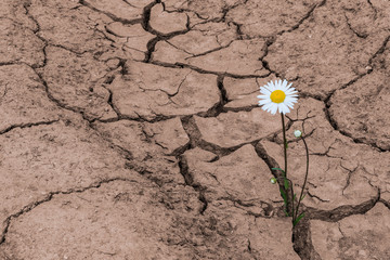 White daisy in dry cracked soil. Leucanthemum vulgare. One flowering plant growing in arid land....