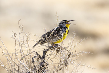 Meadowlark singing on a sagebrush in the desert