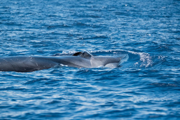 A fin whale swimming on the surface showing its white lower jaw