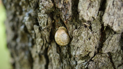 Fototapeta na wymiar a snail clinging to tree trunks