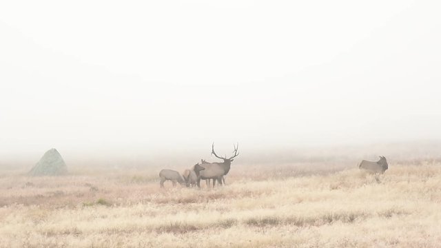 Large Bull Elk  on a Foggy Morning in Colorado with Coyote Sounds