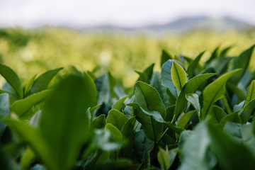 Tea Leaves in The Tea Plantations