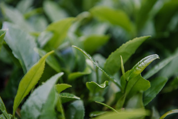 Tea Leaves in The Tea Plantations