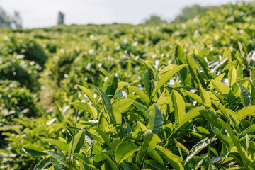 Tea Leaves in The Tea Plantations