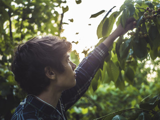 young teenage man plucking berries from the tree in the garden on a sunny day