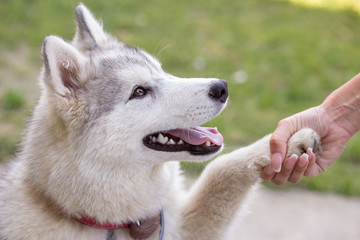 Cute little Husky puppy giving handshake