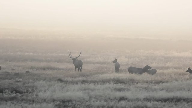 Large Bull Elk  Protecting its Harem in Colorado's Rocky Mountain National Park