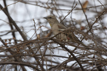 Chestnut-shouldered Petronia that sits in the crown of a bush without leaves in the winter