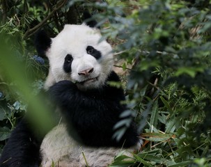 Panda eating bambo