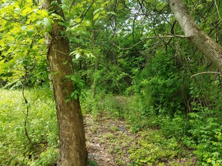 Old Forest Trail