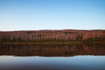 Golden Hour Trees in Canada