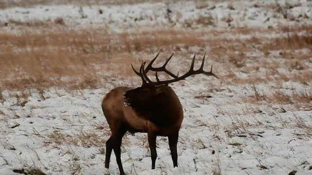 Large Bull Elk Bugling During the Fall Rut