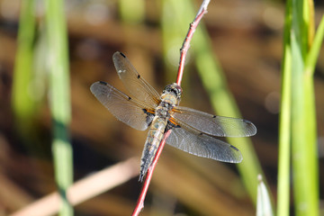 Four-spotted chaser or Libellula quadrimaculata in wild nature