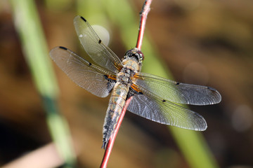 Four-spotted chaser or Libellula quadrimaculata in wild nature