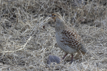 Grey Francolin that stands among dry grass at the edge of the forest on a winter evening