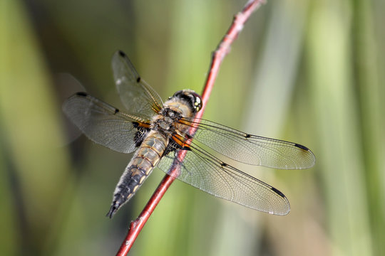 Four-spotted chaser or Libellula quadrimaculata in wild nature