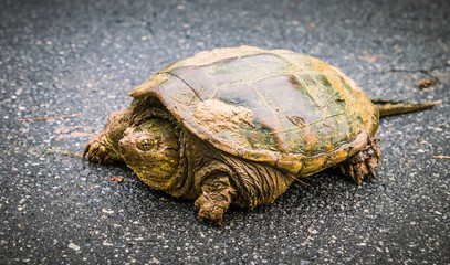 Turtle crossing the road
