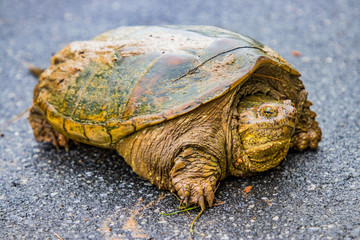 Snapping Turtle