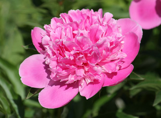 Pink common garden peony flower on blurry green background