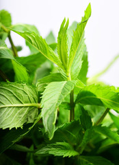 Fresh green mint leaves
