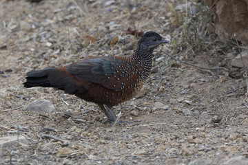 male Painted Spurfowl who stands on the edge of the forest on a winter evening